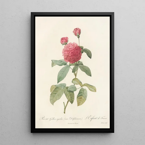 Pierre Joseph Redout - Rosa Gallica Agatha Var Delphiniana.webp