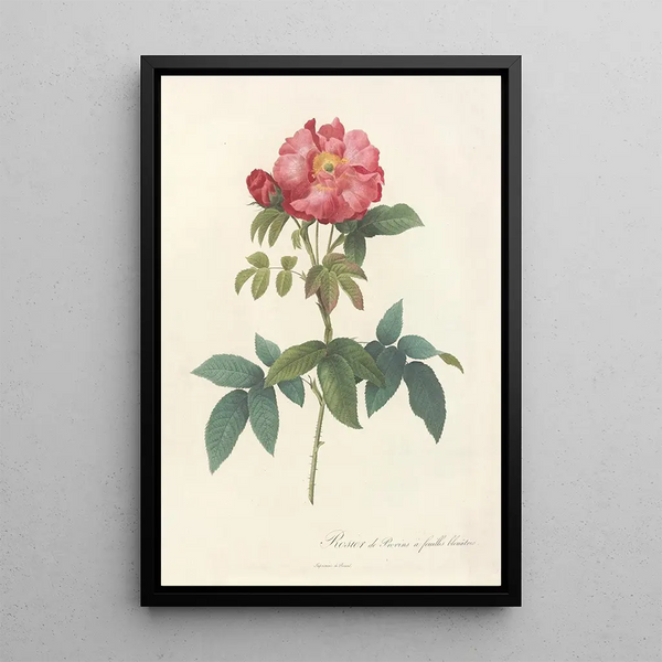 Pierre Joseph Redout - Rosa Gallica Caerulea.webp