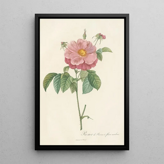 Pierre Joseph Redout - Rosa Gallica Flore Marmoreo.webp