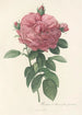 Rosa Gallica Flore giganteo - Pierre Joseph Redouté — weergave van het kunstwerk