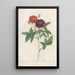 Rosa Gallica Purpurea Velutina - Pierre Joseph Redouté — framed artwork on a wall