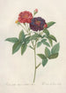 Rosa Gallica Purpurea Velutina - Pierre Joseph Redouté — artwork view