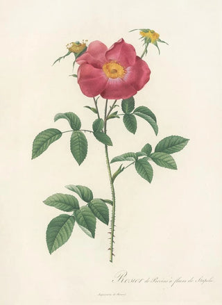 Pierre Joseph Redout - Rosa Gallica Stapeliae Flora.webp