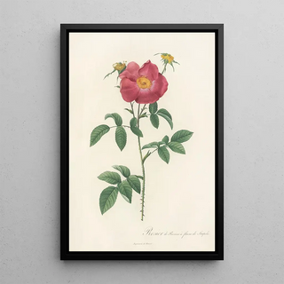 Pierre Joseph Redout - Rosa Gallica Stapeliae Flora.webp
