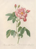 Rosa gallica versicolor - Pierre Joseph Redouté — weergave van het kunstwerk