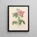 Rosa gallica versicolor - Pierre Joseph Redouté — ingelijst kunstwerk aan de muur
