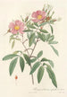 Rosa Hudsoniana Salicifolia - Pierre Joseph Redouté — weergave van het kunstwerk