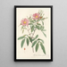 Rosa Hudsoniana Salicifolia - Pierre Joseph Redouté — ingelijst kunstwerk aan de muur