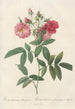 Rosa Hudsoniana Subcorymbosa - Pierre Joseph Redouté — weergave van het kunstwerk