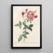 Rosa Indica - Pierre Joseph Redouté — ingelijst kunstwerk aan de muur