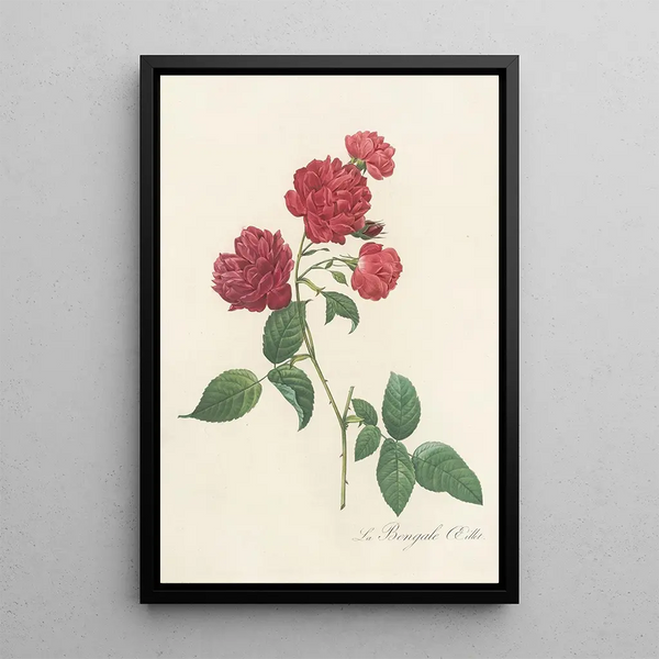 Pierre Joseph Redout - Rosa Indica Caryophyllea.webp