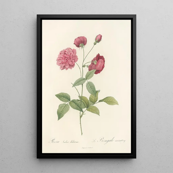 Pierre Joseph Redout - Rosa Indica Dichotoma.webp