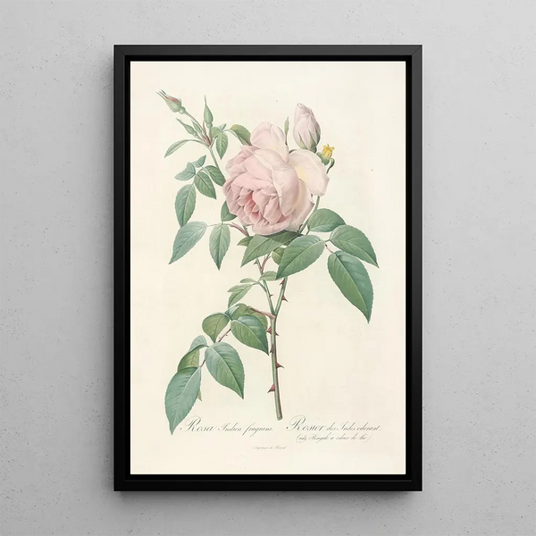 Pierre Joseph Redout - Rosa Indica Fragrans.webp