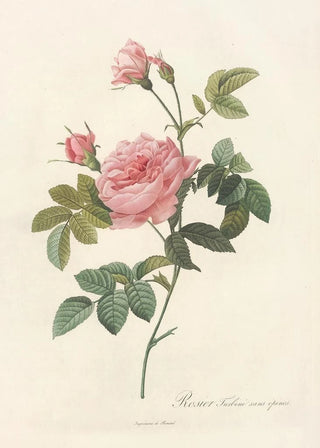 Pierre Joseph Redout - Rosa Inermis.webp