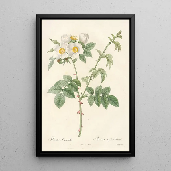 Pierre Joseph Redout - Rosa Leucantha.webp