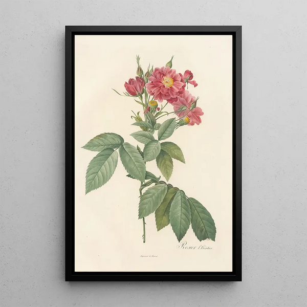 Pierre Joseph Redout - Rosa Lheritieranea.webp
