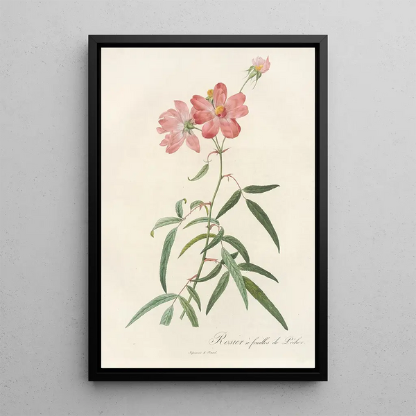 Pierre Joseph Redout - Rosa Longifolia.webp