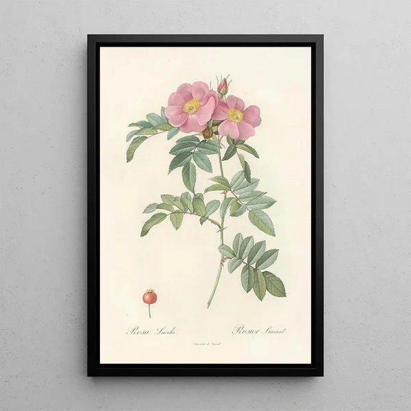 Pierre Joseph Redout - Rosa Lucida.webp