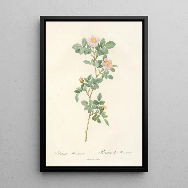 Pierre Joseph Redout - Rosa Montezuma.webp
