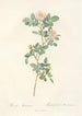 Rosa Montezuma - Pierre Joseph Redouté — weergave van het kunstwerk