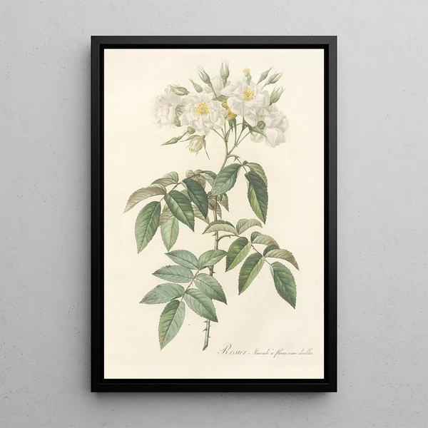 Pierre Joseph Redout - Rosa Moschata Flore SemiPleno.webp