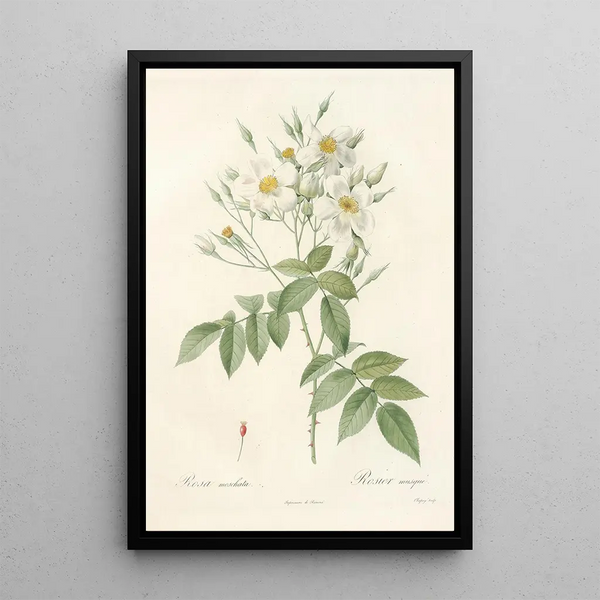 Pierre Joseph Redout - Rosa Moschata.webp