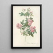 Rosa Multiflora Carnea - Pierre Joseph Redouté — ingelijst kunstwerk aan de muur