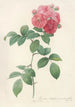 Rosa Multiflora Platyphylla - Pierre Joseph Redouté — weergave van het kunstwerk