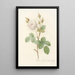 Rosa Muscosa Alba - Pierre Joseph Redouté — ingelijst kunstwerk aan de muur