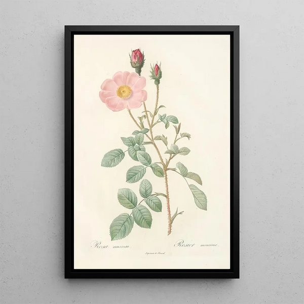 Pierre Joseph Redout - Rosa Muscosa Simplex.webp