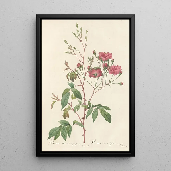 Pierre Joseph Redout - Rosa Noisettiana Purpurea.webp