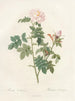 Orbessanea roos - Pierre Joseph Redouté — weergave van het kunstwerk