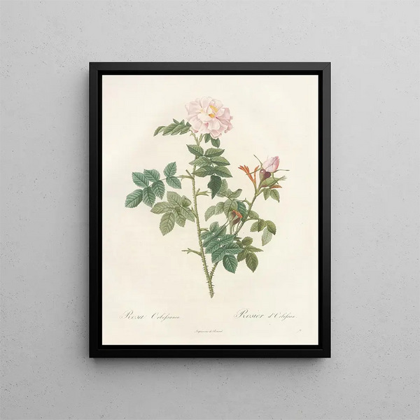 Pierre Joseph Redout - Rosa Orbessanea.webp