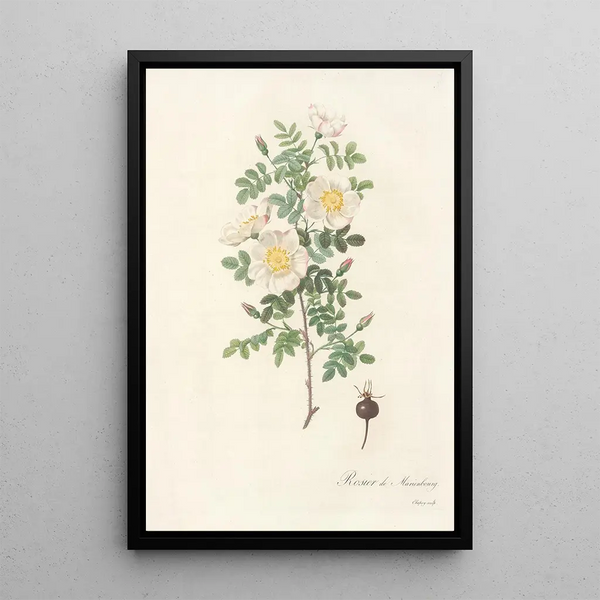 Pierre Joseph Redout - Rosa Pimpinellifolia Mariaeburgensis.webp