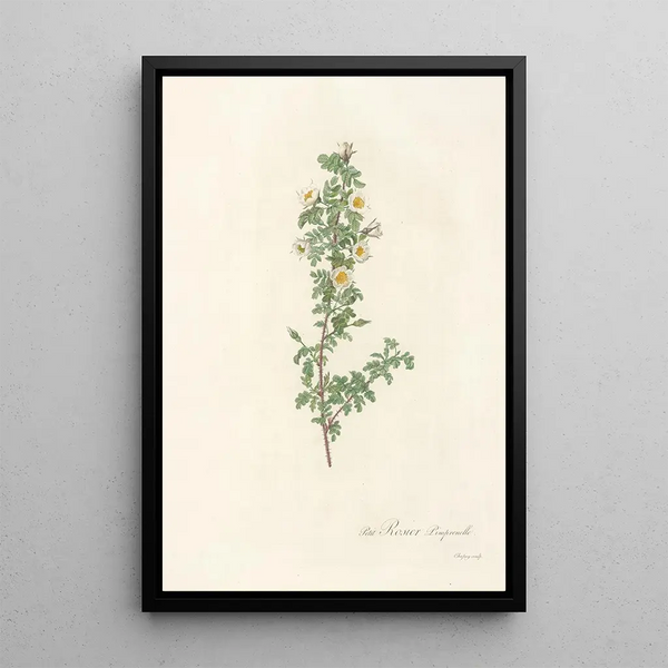 Pierre Joseph Redout - Rosa Pimpinellifolia Pumila.webp