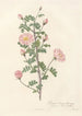 Rosa Pimpinellifolia Rubra - Pierre Joseph Redouté — weergave van het kunstwerk