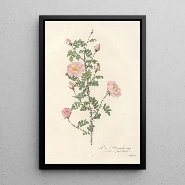 Pierre Joseph Redout - Rosa Pimpinellifolia Rubra.webp