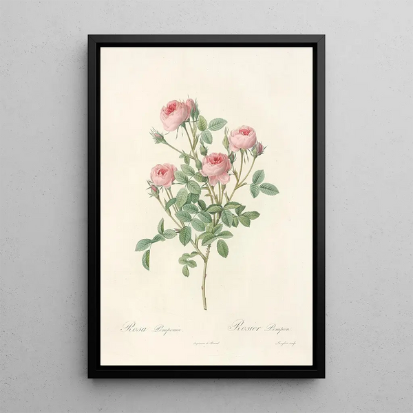 Pierre Joseph Redout - Rosa Pomponia.webp