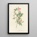 Rosa Pomponia Flore Subsimplici - Pierre Joseph Redouté — ingelijst kunstwerk aan de muur
