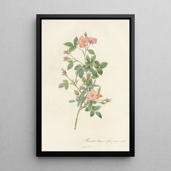Pierre Joseph Redout - Rosa Pomponia Flore Subsimplici.webp