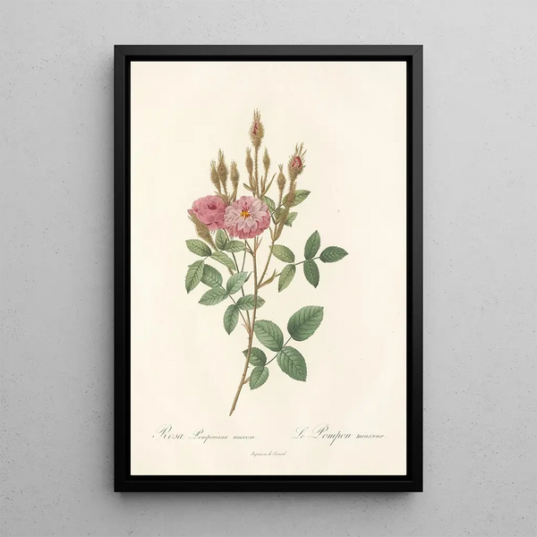 Pierre Joseph Redout - Rosa Pomponiana Muscosa.webp