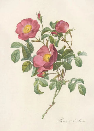 Pierre Joseph Redout - Rosa Pumila.webp