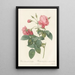 Rosa Reclinata Flore Submultiplici - Pierre Joseph Redouté — ingelijst kunstwerk aan de muur