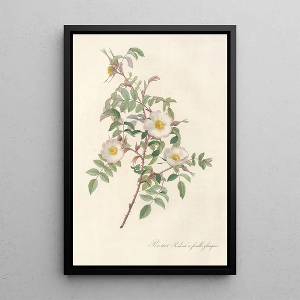 Pierre Joseph Redout - Rosa Redutea Glauca.webp