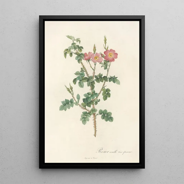 Pierre Joseph Redout - Rosa Rubiginosa Aculeatissima.webp