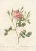 Rosa Rubiginosa AnemoneFlora - Pierre Joseph Redouté — weergave van het kunstwerk