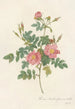 Rosa Rubiginosa Flore SemiPleno - Pierre Joseph Redouté — weergave van het kunstwerk