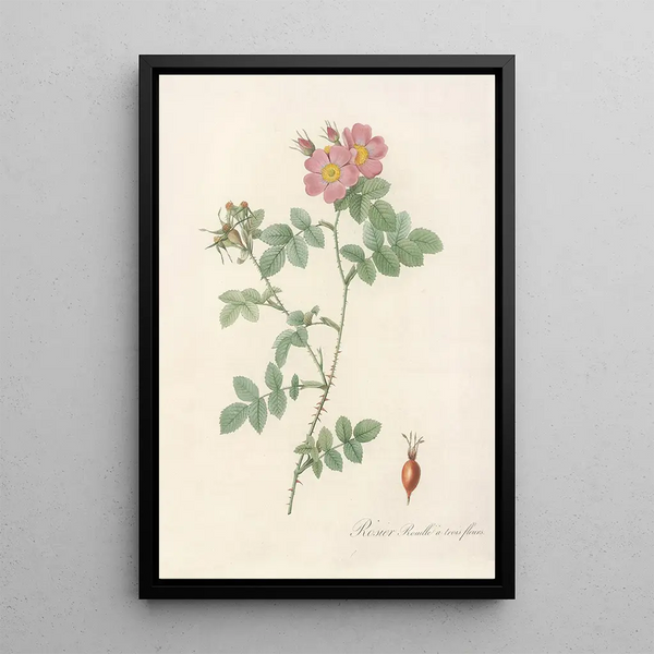 Pierre Joseph Redout - Rosa Rubiginosa Triflora.webp