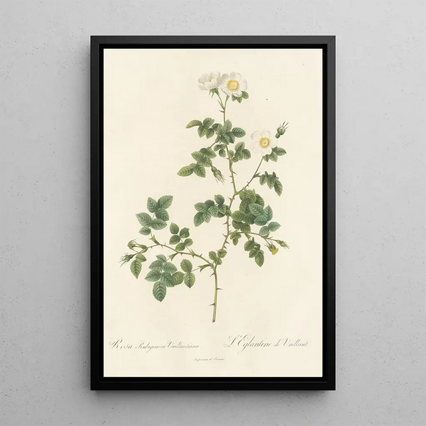 Pierre Joseph Redout - Rosa Rubiginosa Vaillantiana.webp
