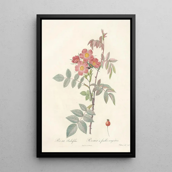 Pierre Joseph Redout - Rosa Rubrifolia.webp